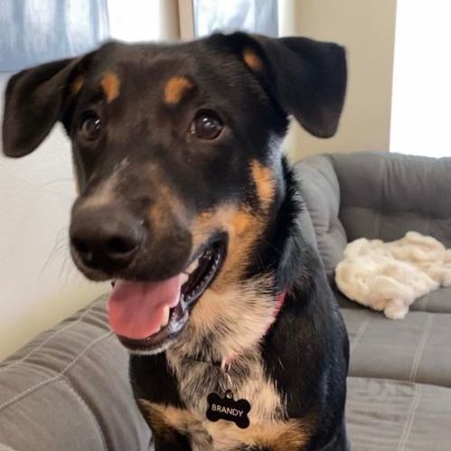Enlarge Brandy, a Adopted mixed breed in ALLEN, TX image 3/5