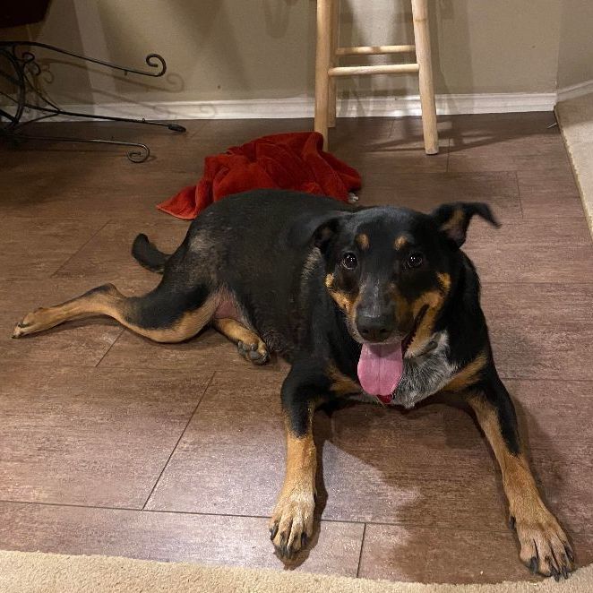 Enlarge Brandy, a Adopted mixed breed in ALLEN, TX image 4/5
