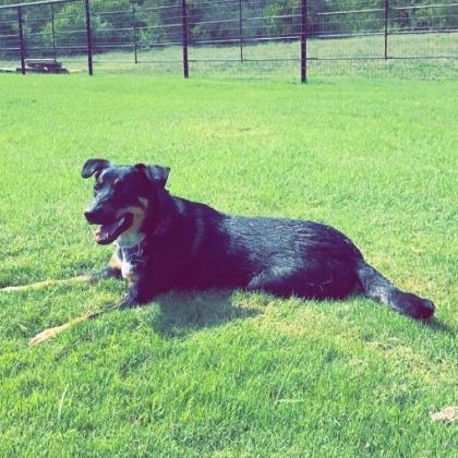 Enlarge Brandy, a Adopted mixed breed in ALLEN, TX image 5/5