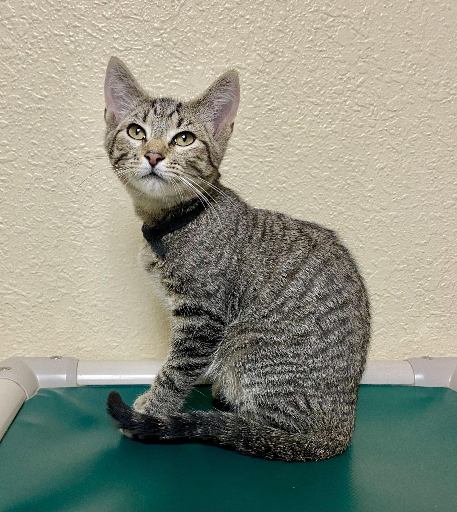 Ace, Adoptable, Young Male Domestic Short Hair & Tabby.