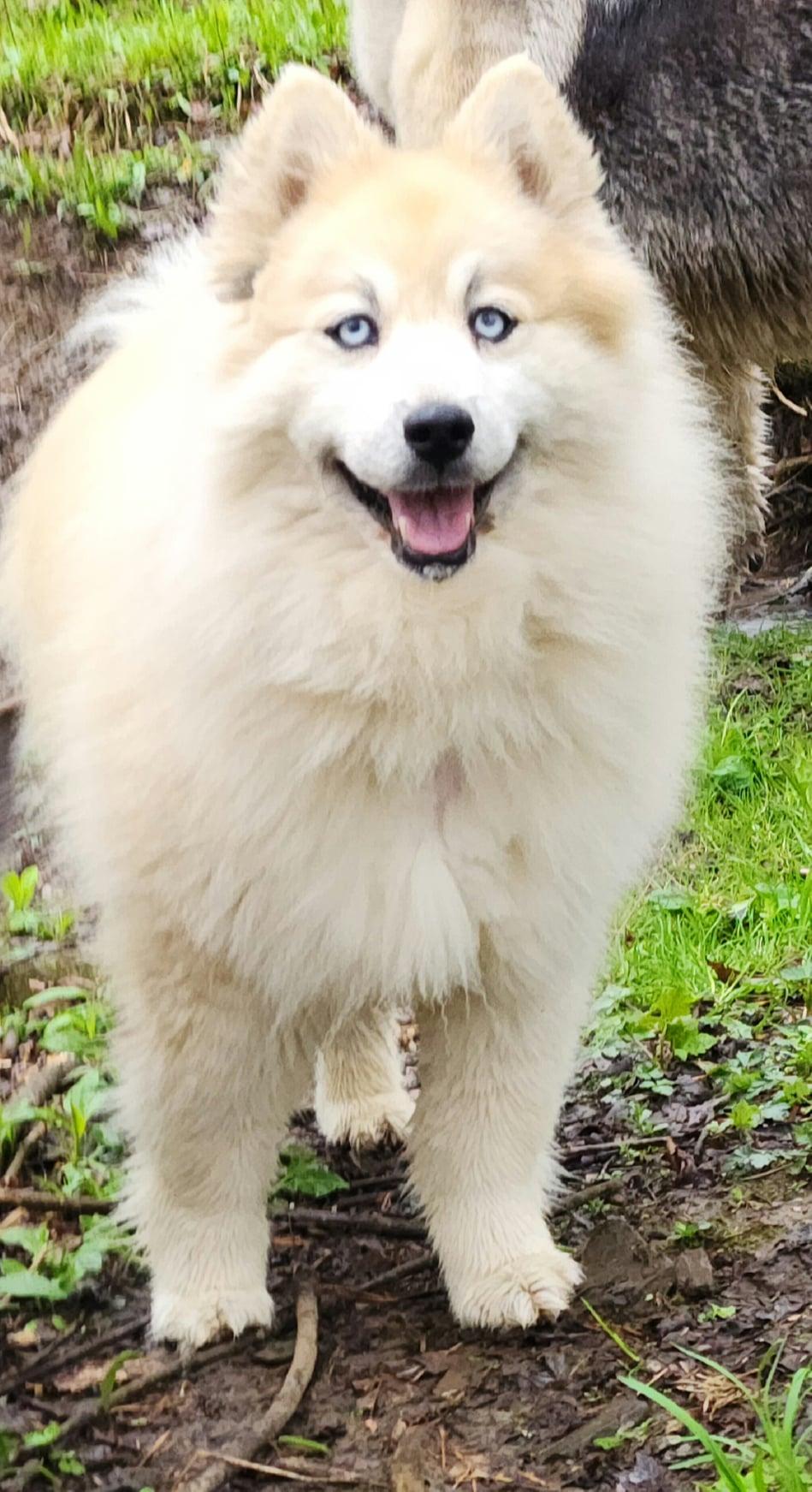 Bear Kendall, Adoptable, Adult Male Husky & Pomeranian.