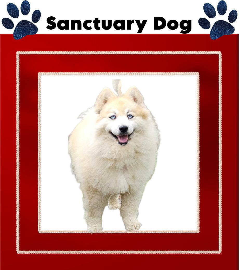 Enlarge Bear Kendall, a Adoptable mixed breed in Cuba, NY image 1/3