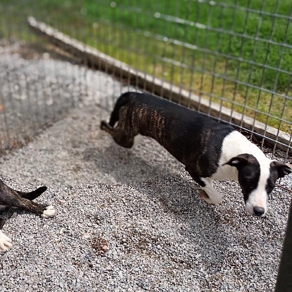 Ricki Lake, Adoptable, Adult Female Mixed Breed & Mixed Breed.