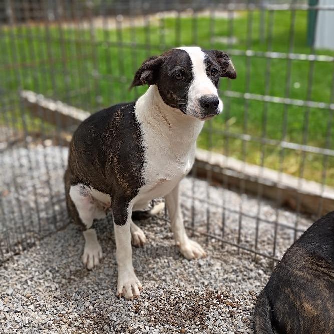 Ricki Lake, a Adoptable mixed breed in Washburn, MO image 2/4