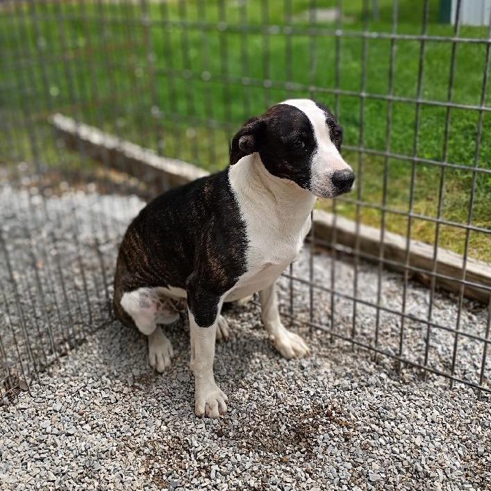 Ricki Lake, a Adoptable mixed breed in Washburn, MO image 3/4