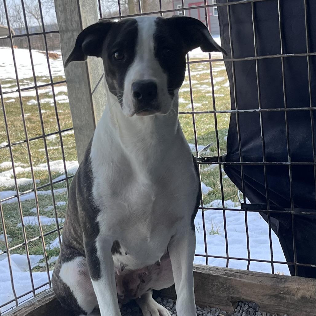 Ricki Lake, a Adoptable mixed breed in Washburn, MO image 4/4
