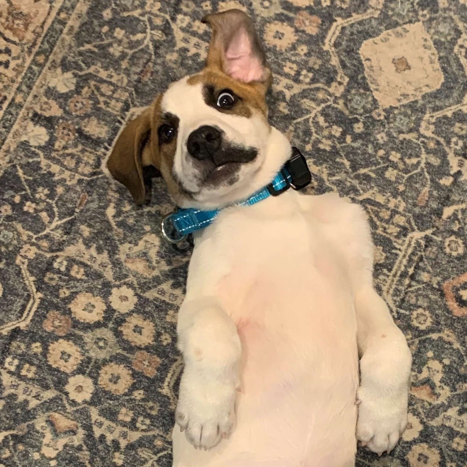 Silas Surprise - LOCAL PUP, a Adoptable mixed breed in Andover, MA image 3/6