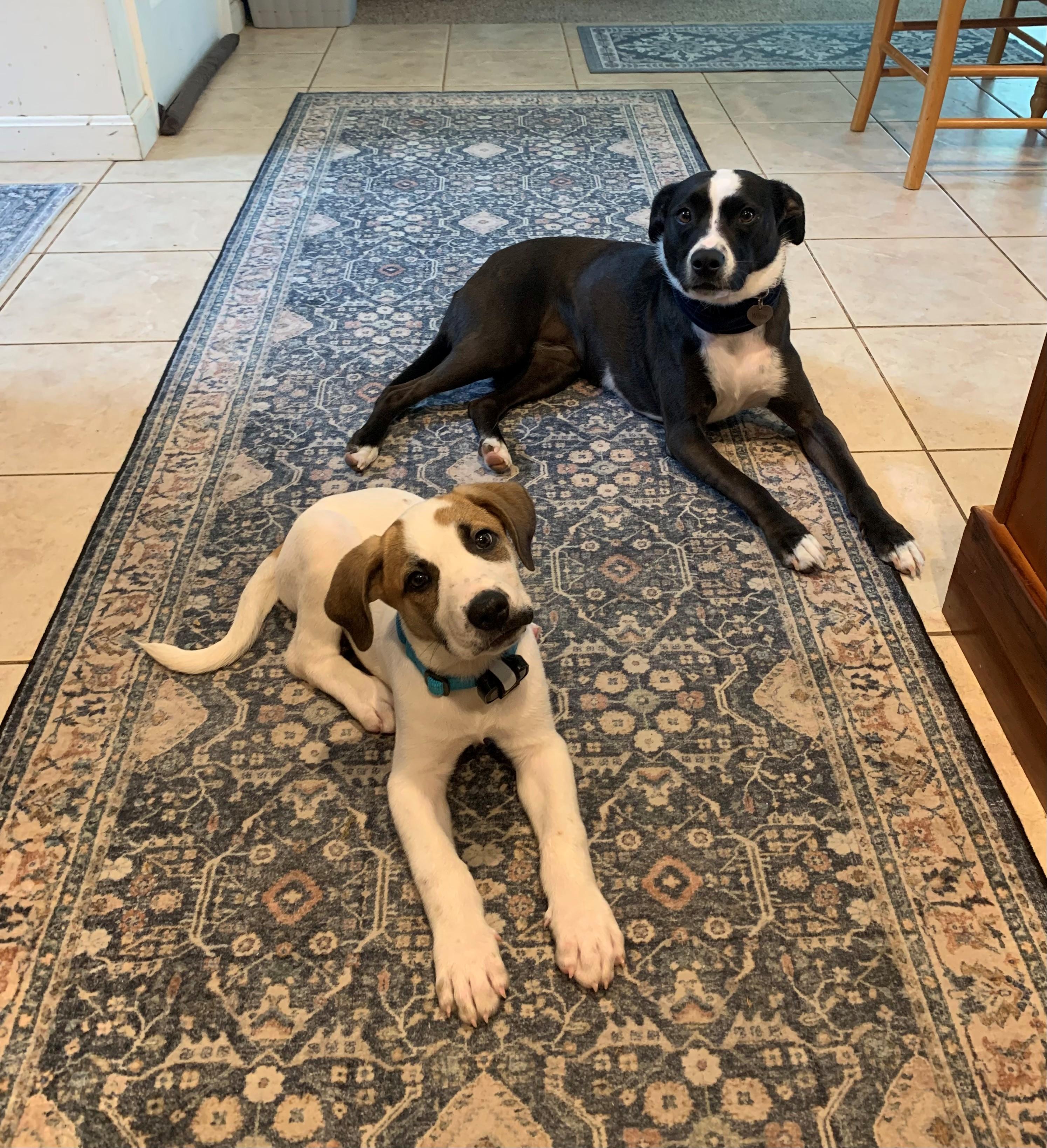 Silas Surprise - LOCAL PUP, a Adoptable mixed breed in Andover, MA image 2/6
