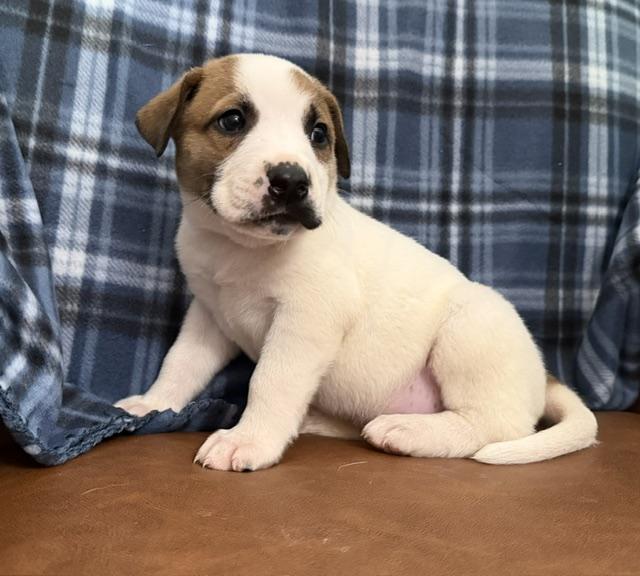 Silas Surprise - LOCAL PUP, a Adoptable mixed breed in Andover, MA image 6/6