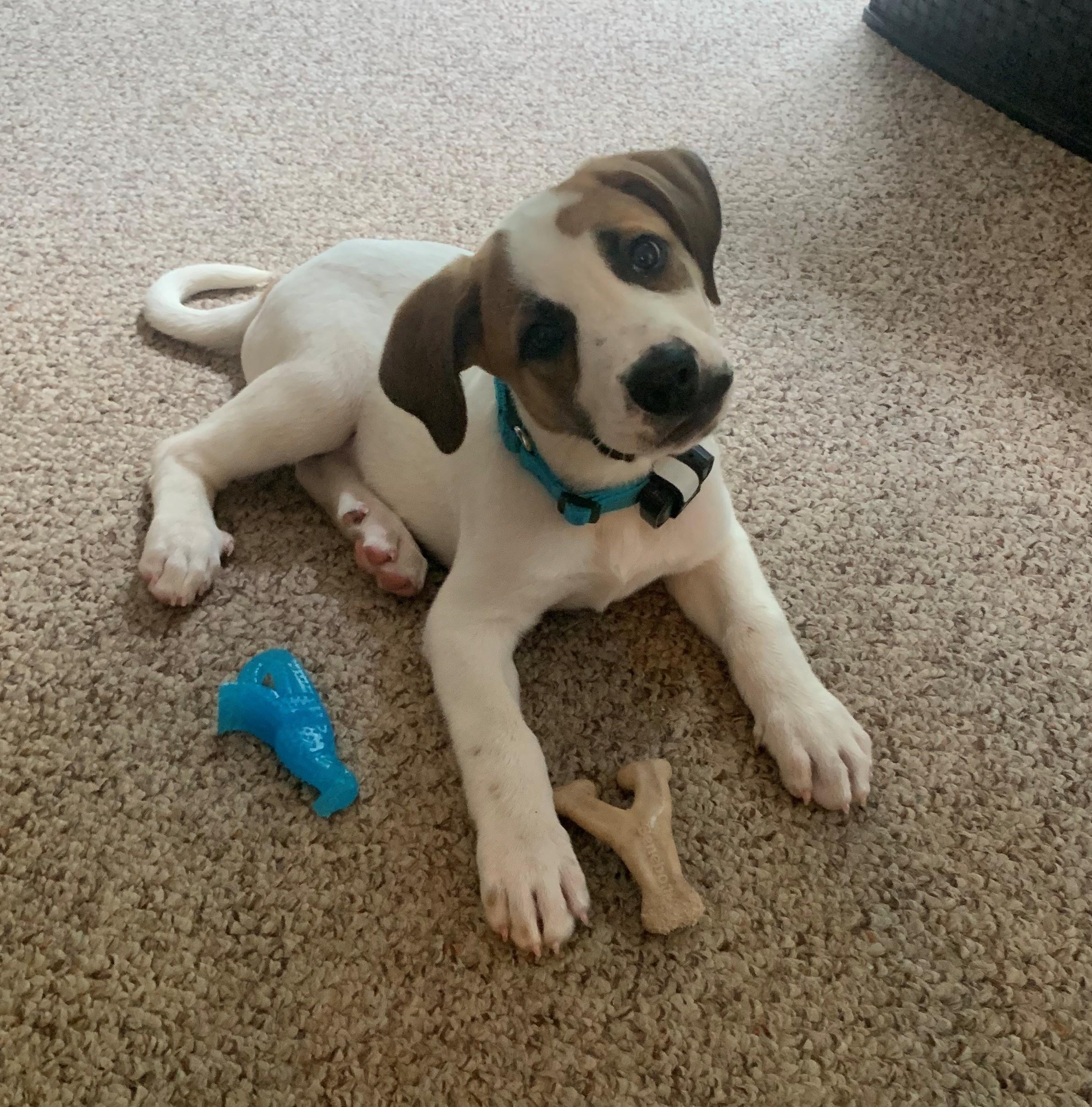 Silas Surprise - LOCAL PUP, a Adoptable mixed breed in Andover, MA image 5/6
