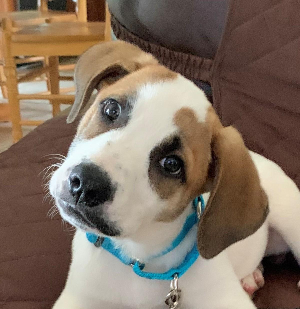 Silas Surprise - LOCAL PUP, a Adoptable mixed breed in Andover, MA image 1/6