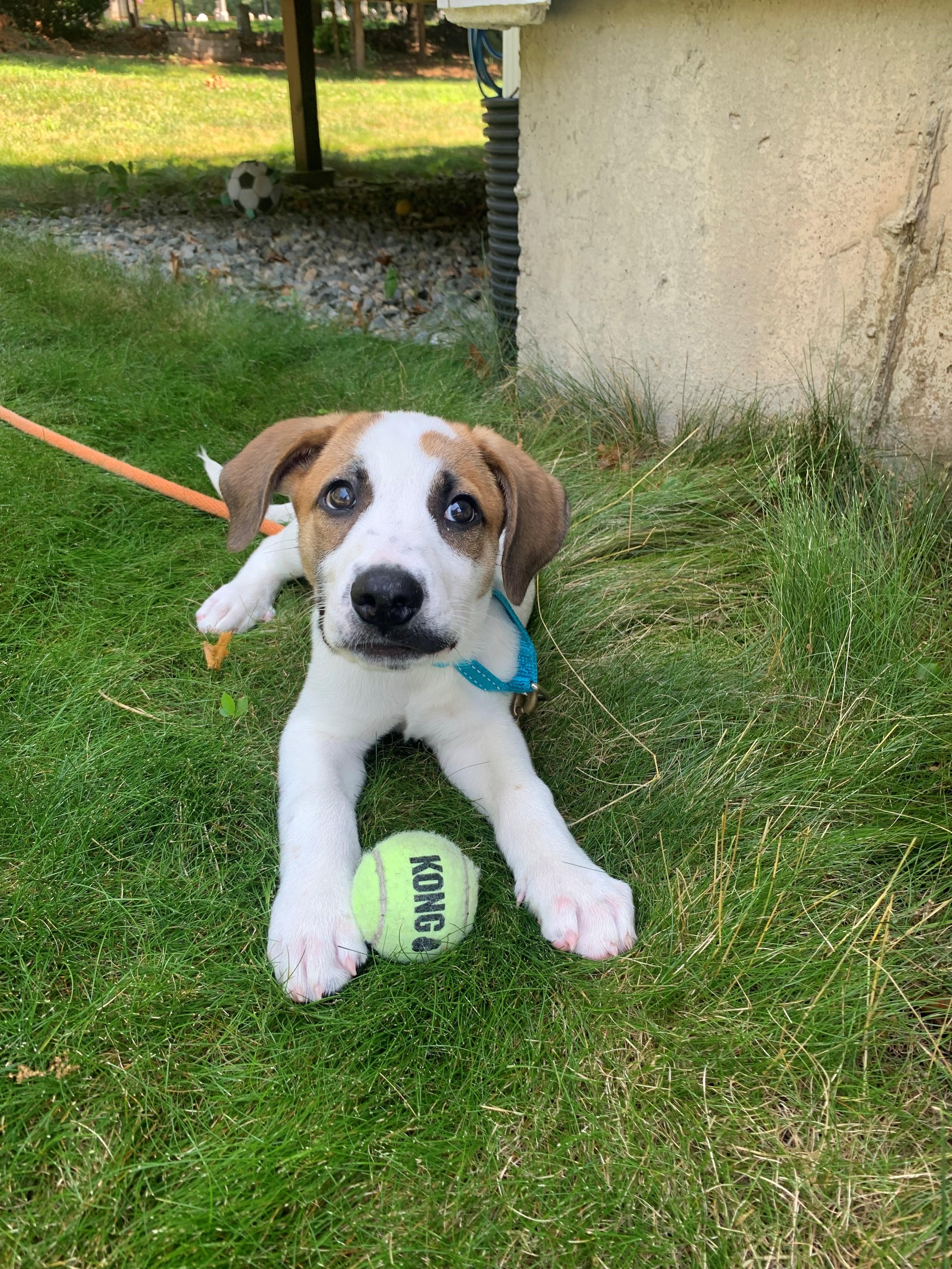 Silas Surprise - LOCAL PUP, a Adoptable mixed breed in Andover, MA image 4/6