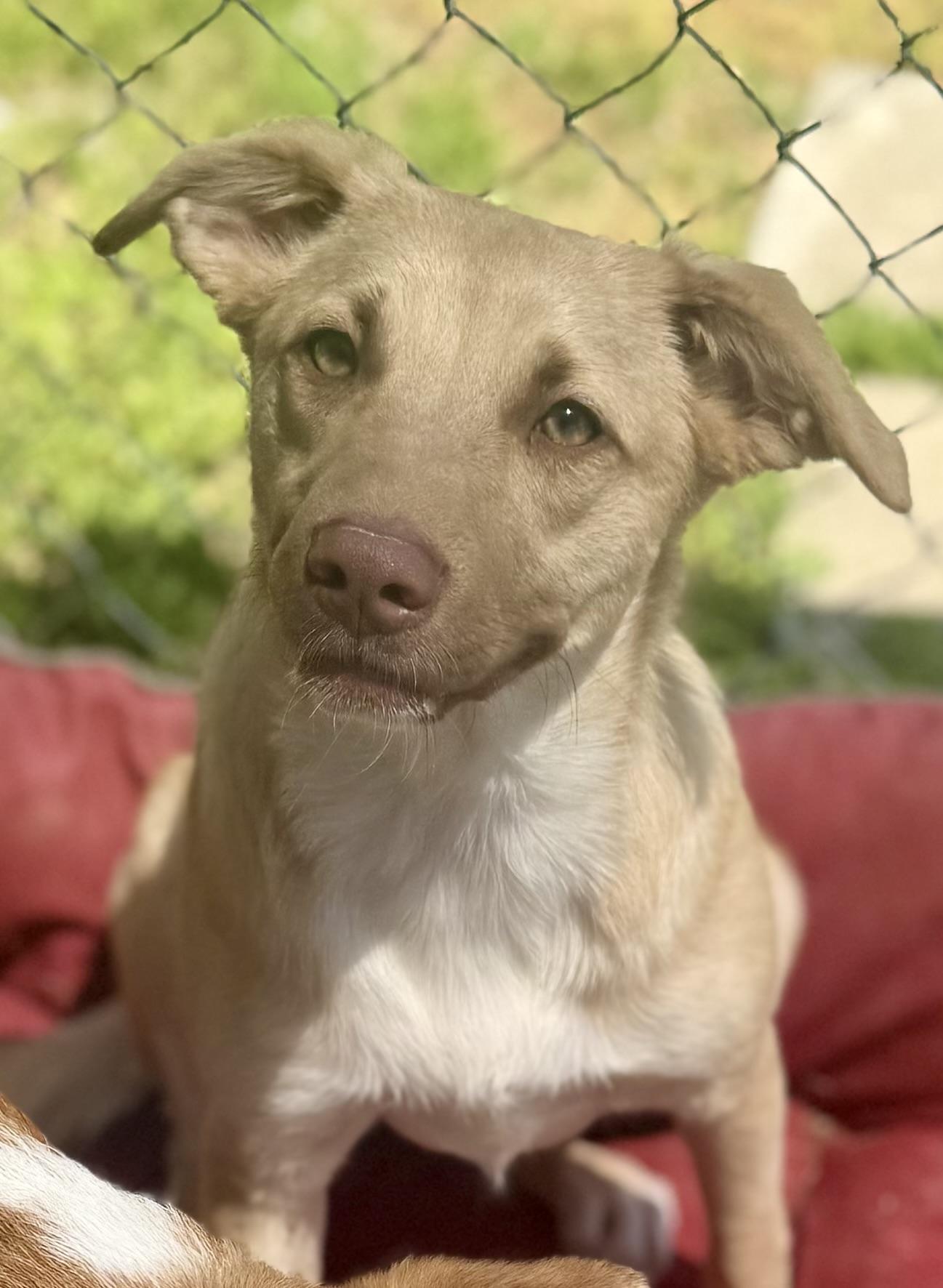 Kelsea Bark-Erin, ADOPTABLE, Young Female Mixed Breed.