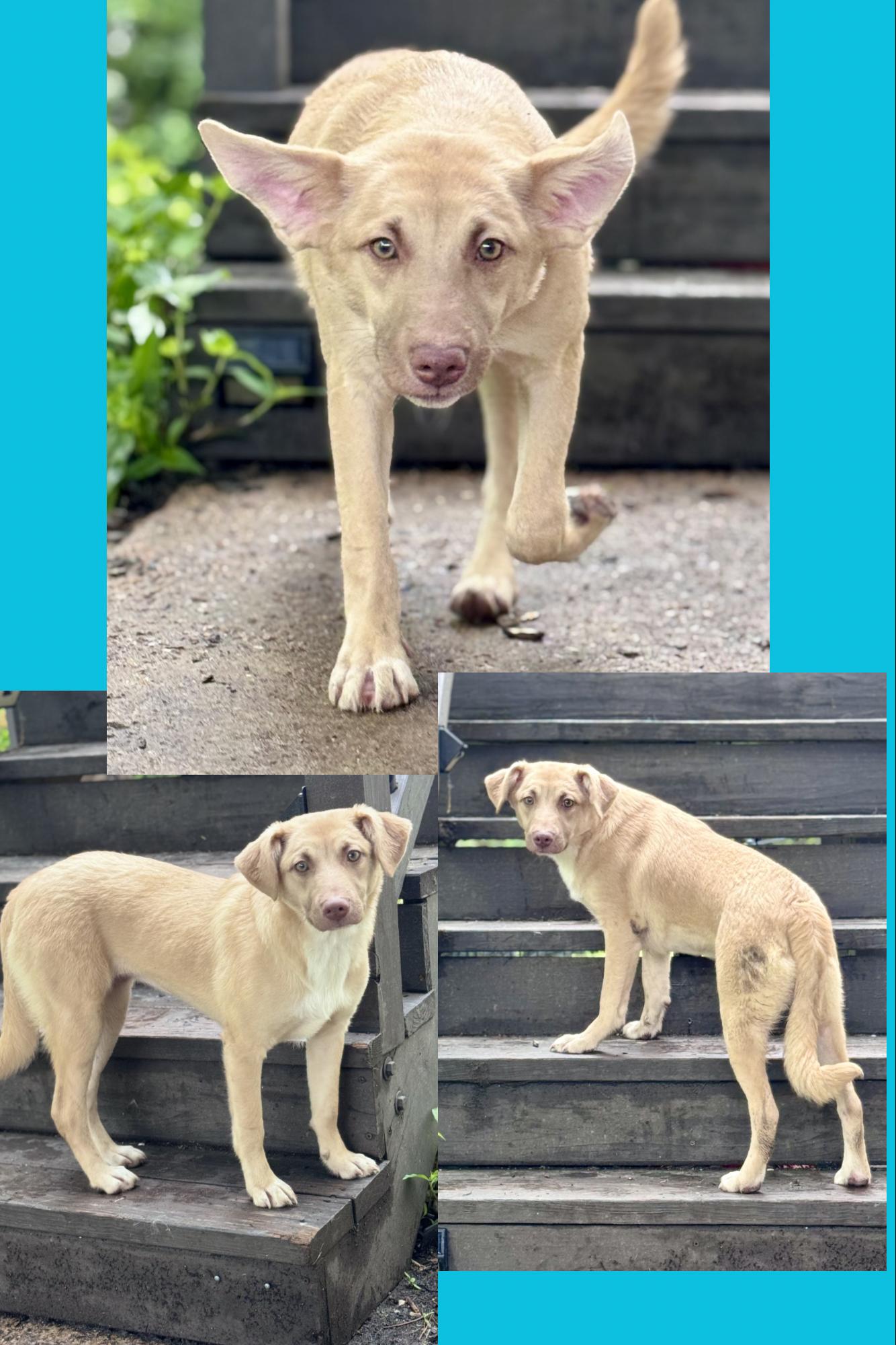 Enlarge Kelsea Bark-Erin, a ADOPTABLE mixed breed in Washington, MO image 1/1