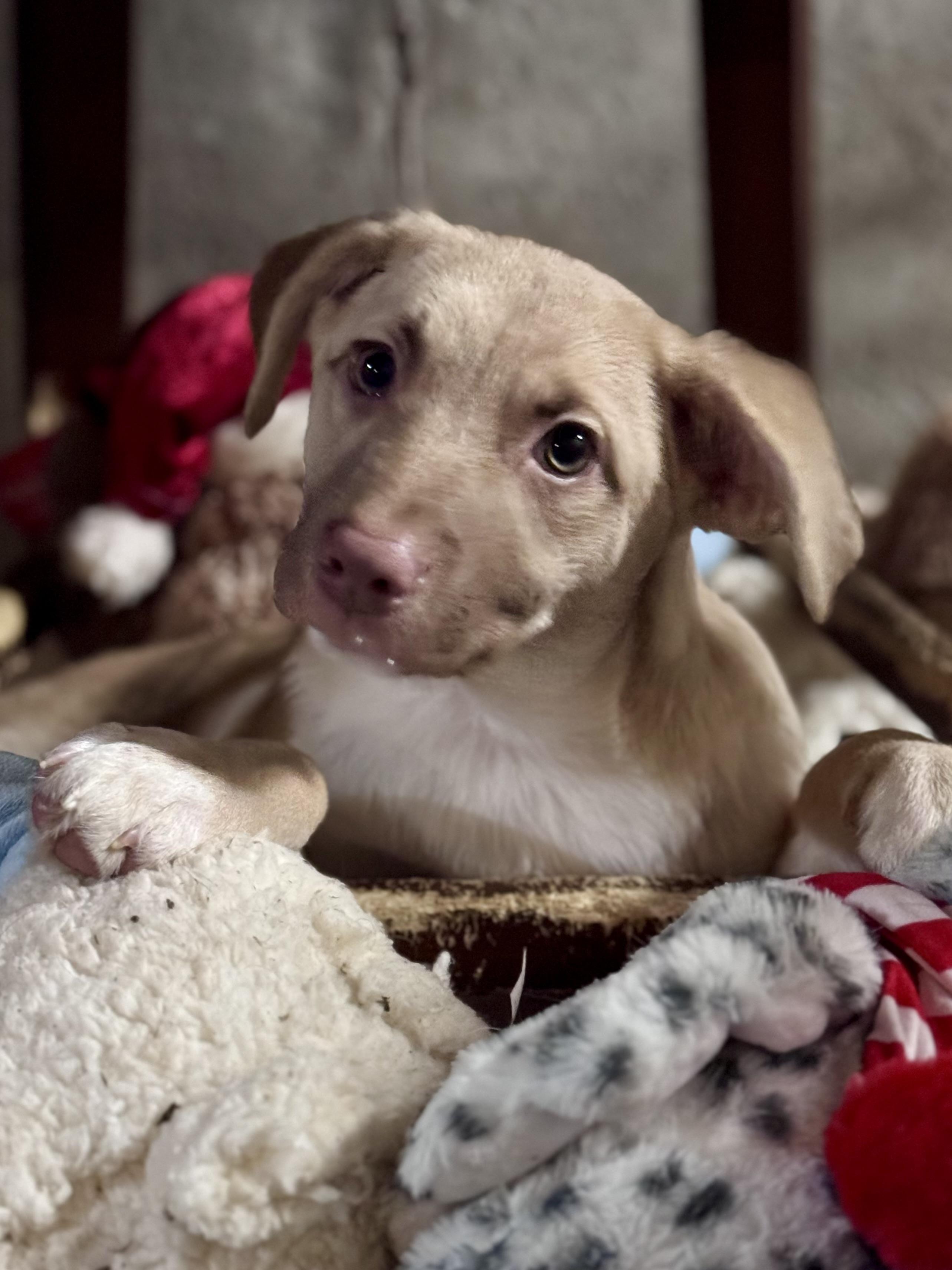 Kelsea Bark-Erin, ADOPTABLE, Young Female Mixed Breed.