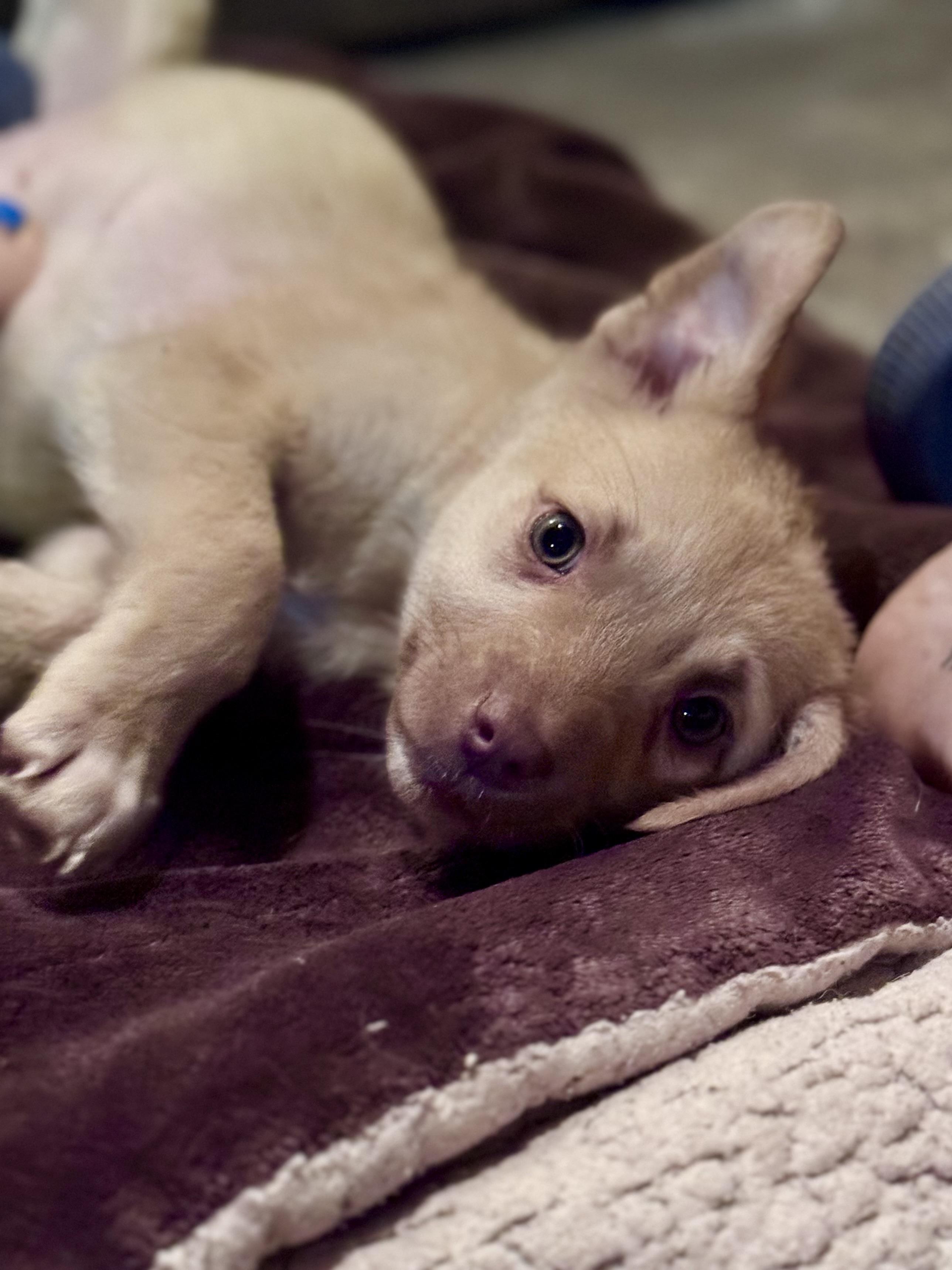 Kelsea, ADOPTABLE, Puppy Female Mixed Breed.