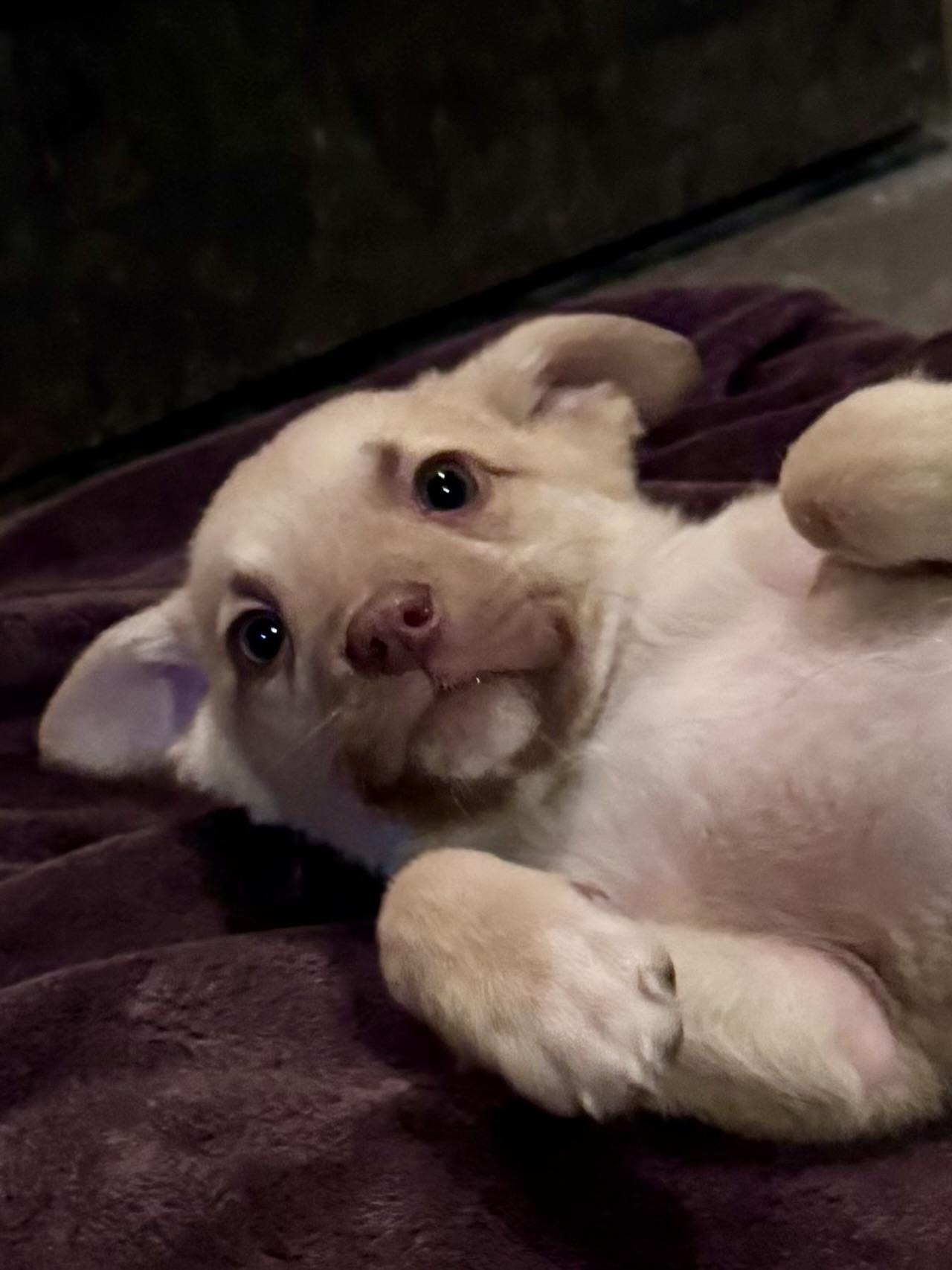 Enlarge Kelsea, a ADOPTABLE mixed breed in Washington, MO image 2/3