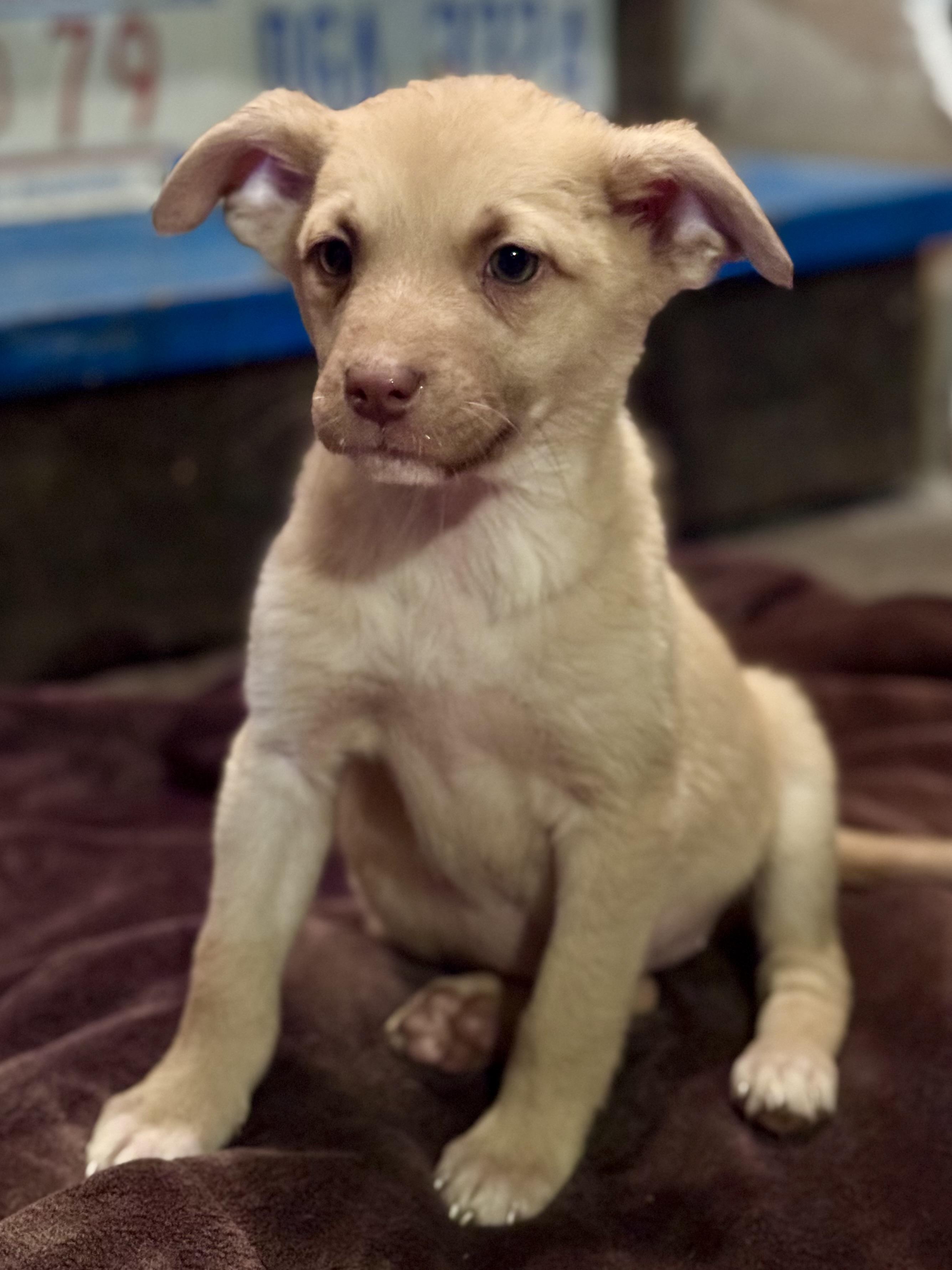 Enlarge Kelsea, a ADOPTABLE mixed breed in Washington, MO image 3/3