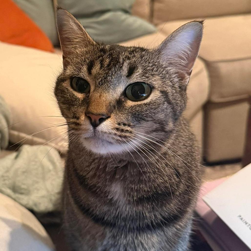 Kip, Adoptable, Adult Male Domestic Short Hair.