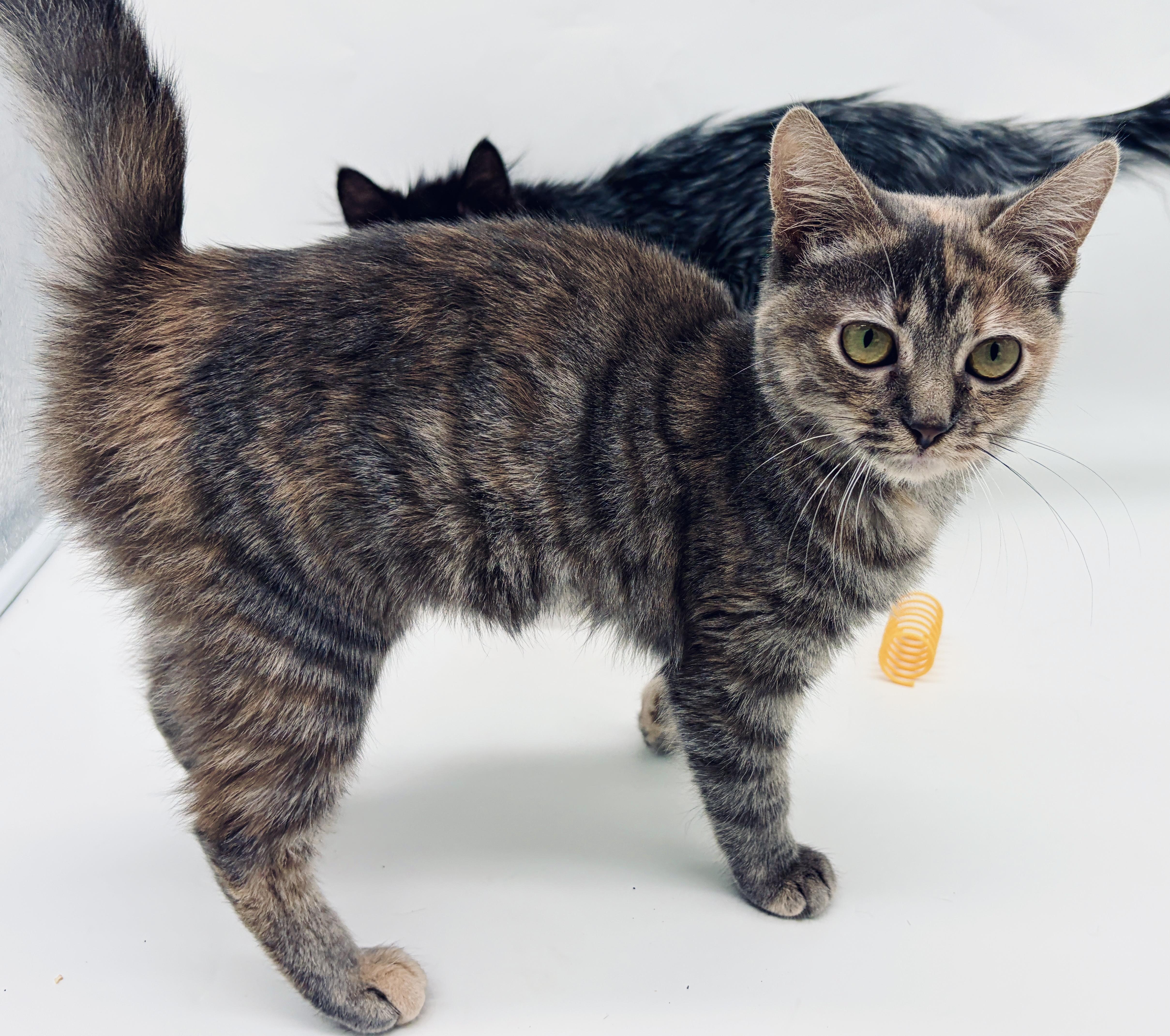 Enlarge Myka (Mishka) (TINY girl), a Adoptable Dilute Tortoiseshell in Brewster,, NY image 5/6