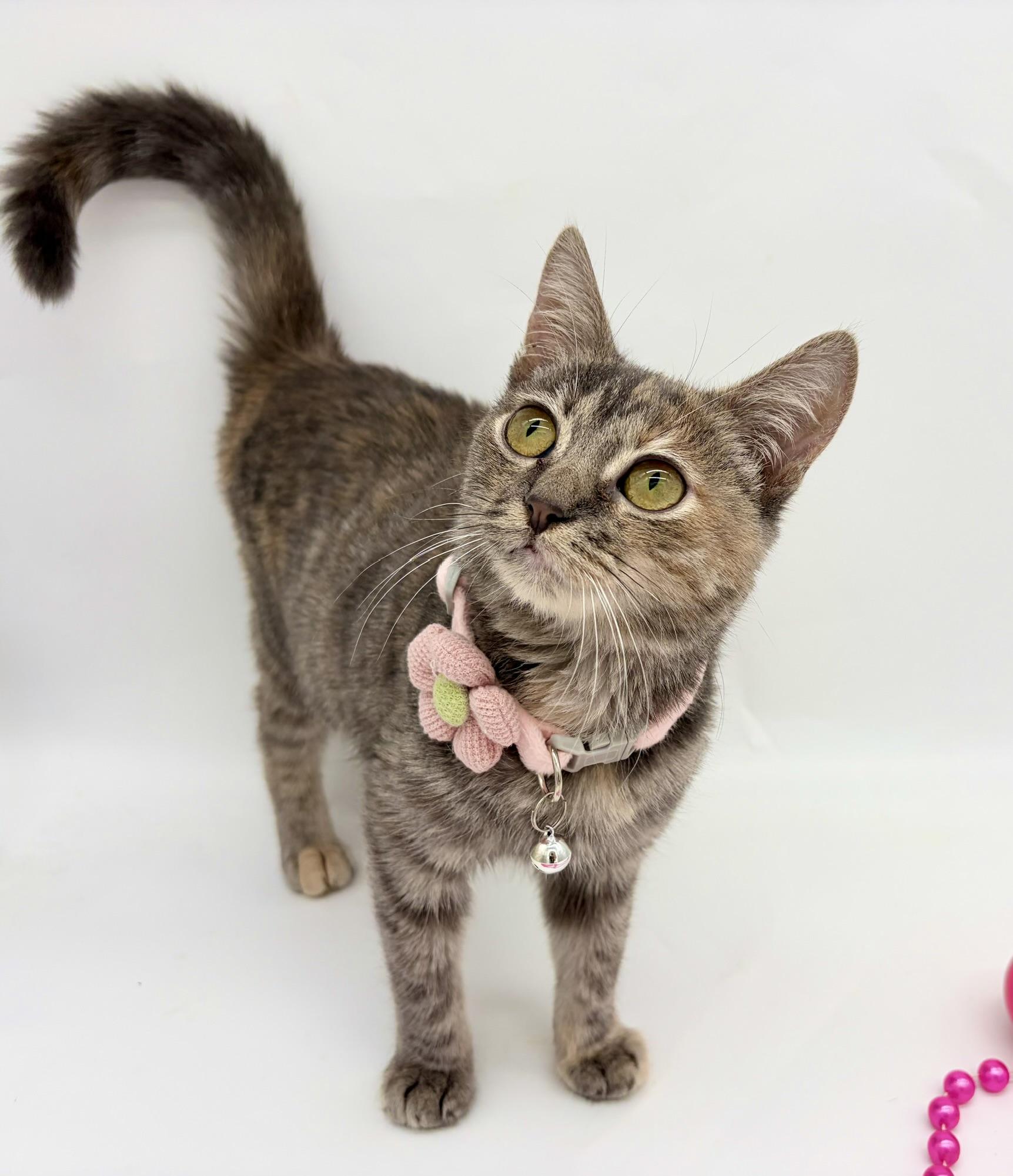 Enlarge Myka (Mishka) (TINY girl), a Adoptable Dilute Tortoiseshell in Brewster,, NY image 3/6