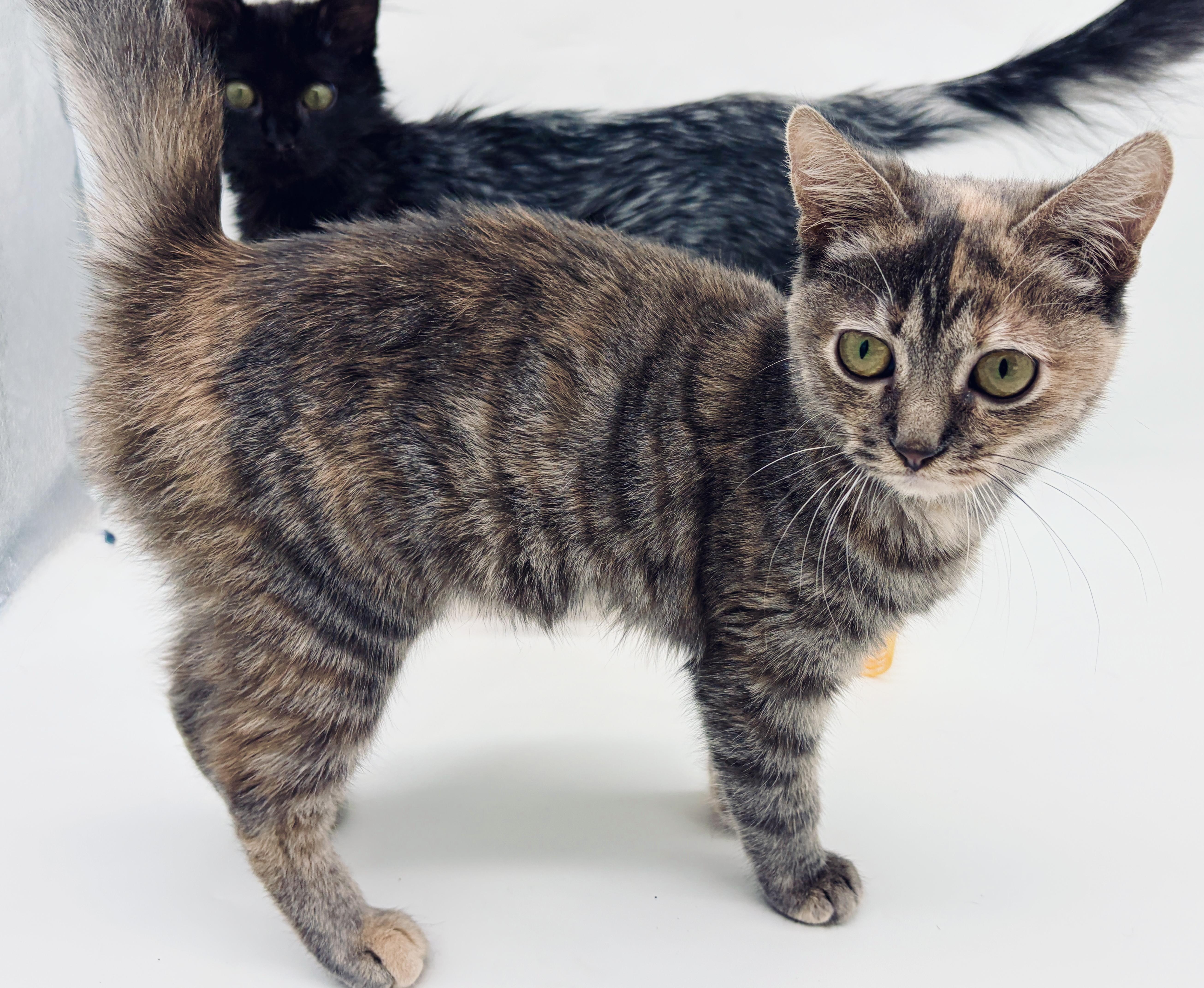 Enlarge Myka (Mishka) (TINY girl), a Adoptable Dilute Tortoiseshell in Brewster,, NY image 2/6