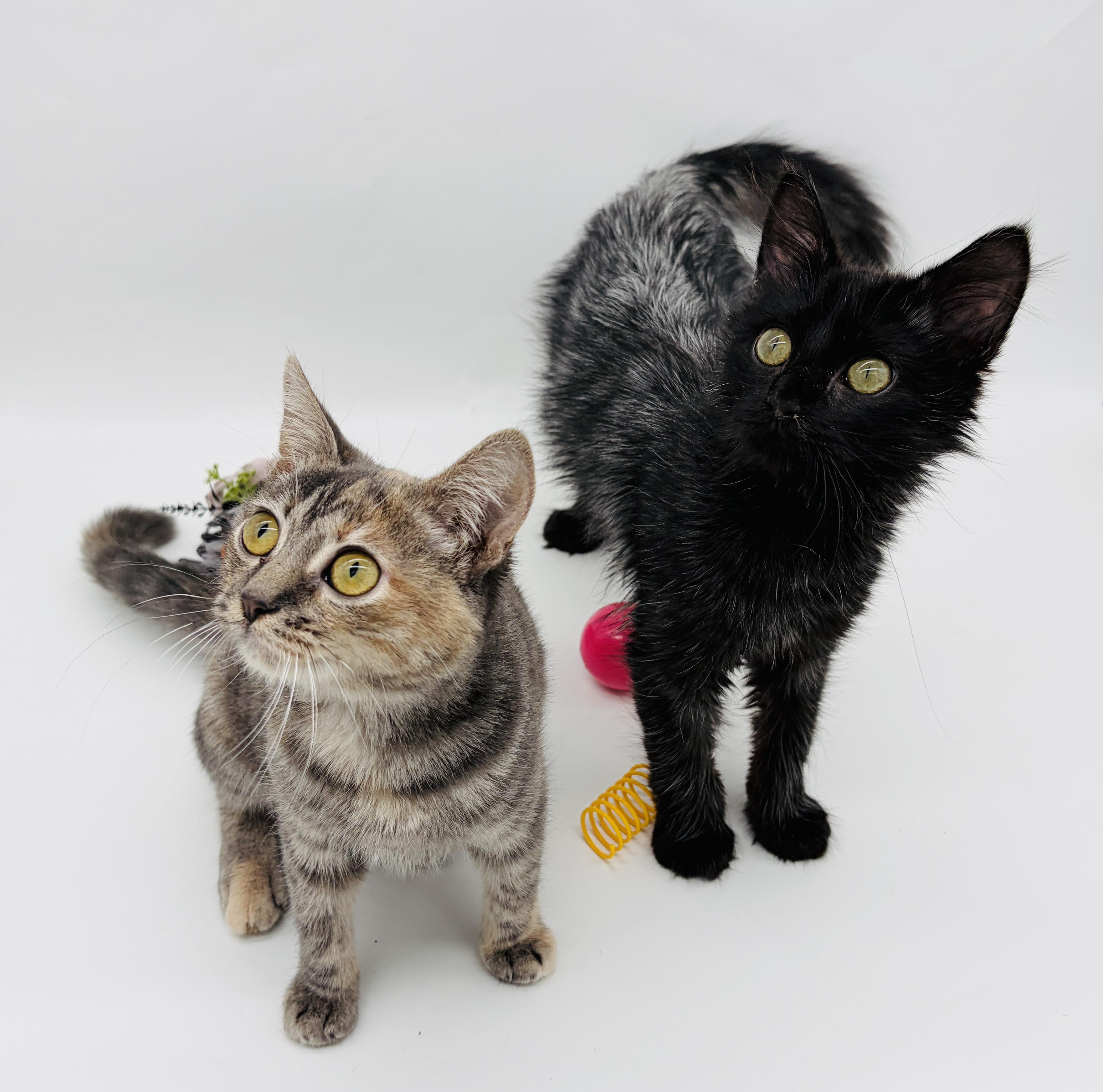 Enlarge Myka (Mishka) (TINY girl), a Adoptable Dilute Tortoiseshell in Brewster,, NY image 4/6