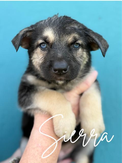 Sierra, adopted, Puppy Female Siberian Husky & German Shepherd Dog.