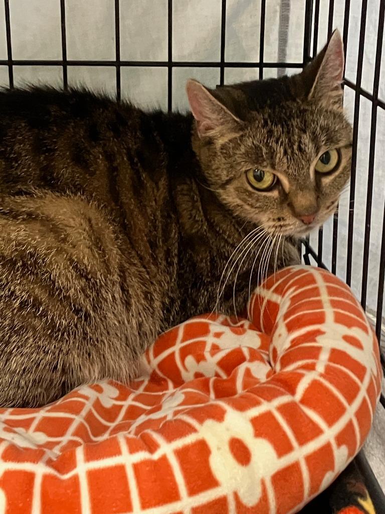 June Bug, Adoptable, Adult Female Domestic Short Hair.