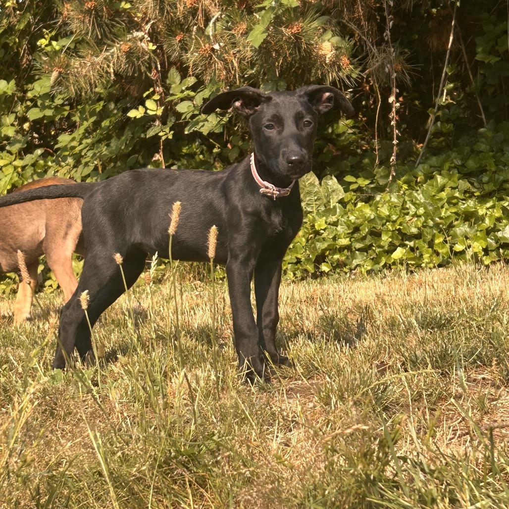 Enlarge Pink Lady, a Adoptable Terrier in SAN ANTONIO, TX image 1/1