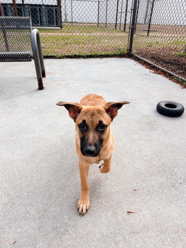 FEYRE, Adoptable, Young Female Mixed Breed.