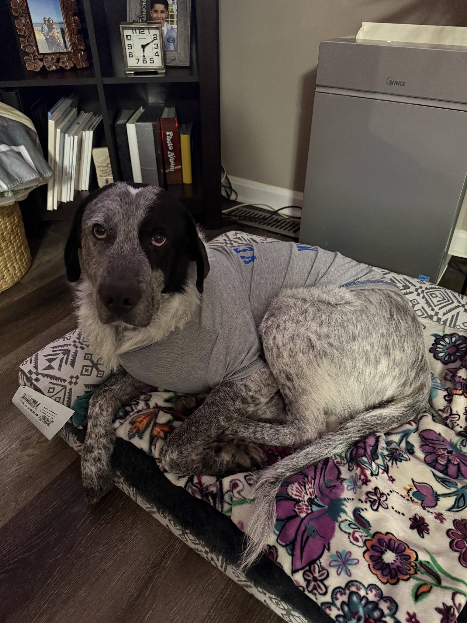 Enlarge Ollie , a ADOPTABLE mixed breed in Taylorsville, KY image 1/1