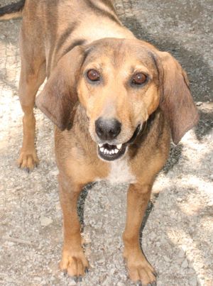 Mamacita, an adoptable Redbone Coonhound in Savannah, MO_image-1