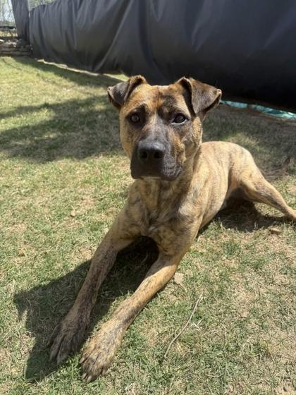 Javier, Adoptable, Adult Male Mixed Breed & Mixed Breed.