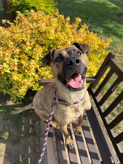 Javier, a Adoptable mixed breed in Memphis, TN image 2/3