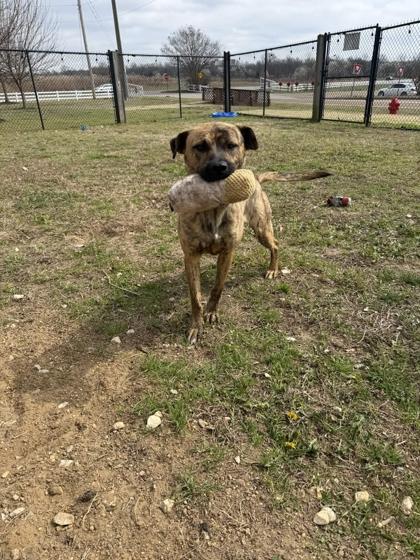 Javier, Adoptable, Adult Male Mixed Breed & Mixed Breed.