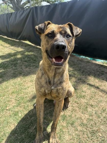 Enlarge Javier, a Adoptable mixed breed in Memphis, TN image 2/3