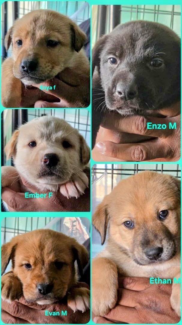 Enlarge Puppies!, a ADOPTABLE mixed breed in Nucla, CO image 1/2