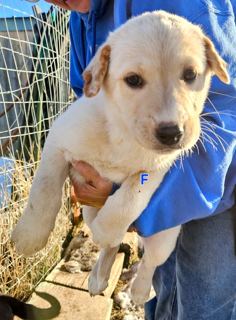 Enlarge Puppies!, a ADOPTABLE mixed breed in Nucla, CO image 2/2