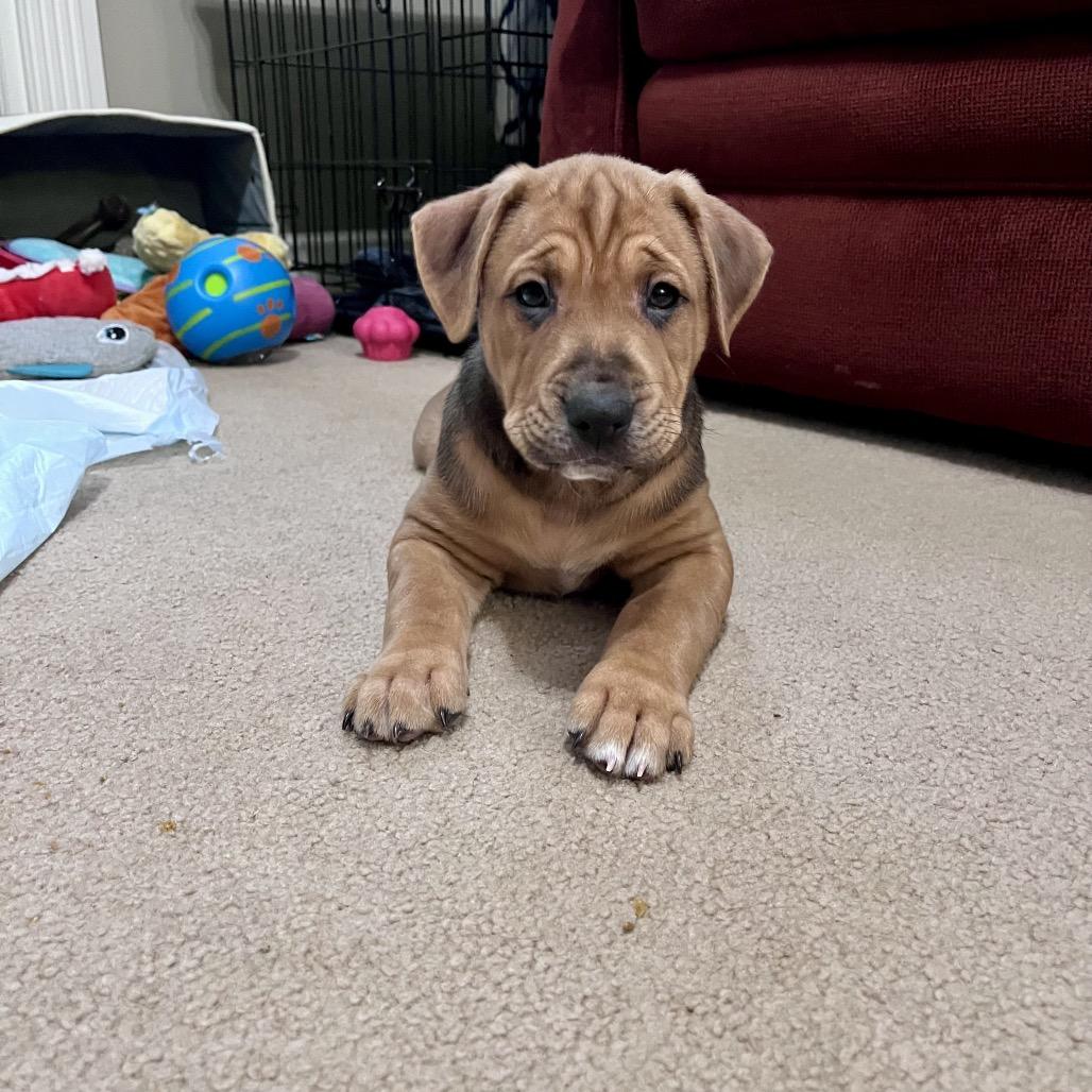 Enlarge Marcato, a Adoptable mixed breed in Jarrettsville, MD image 1/6