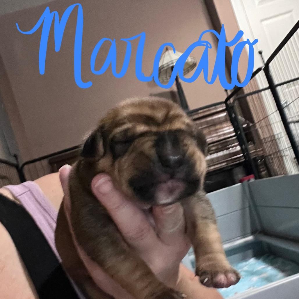 Enlarge Marcato, a Adoptable mixed breed in Jarrettsville, MD image 2/6