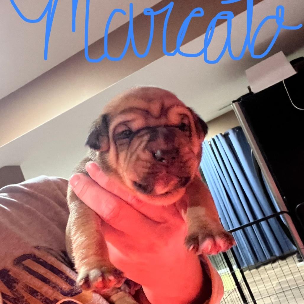 Enlarge Marcato, a Adoptable mixed breed in Jarrettsville, MD image 3/6