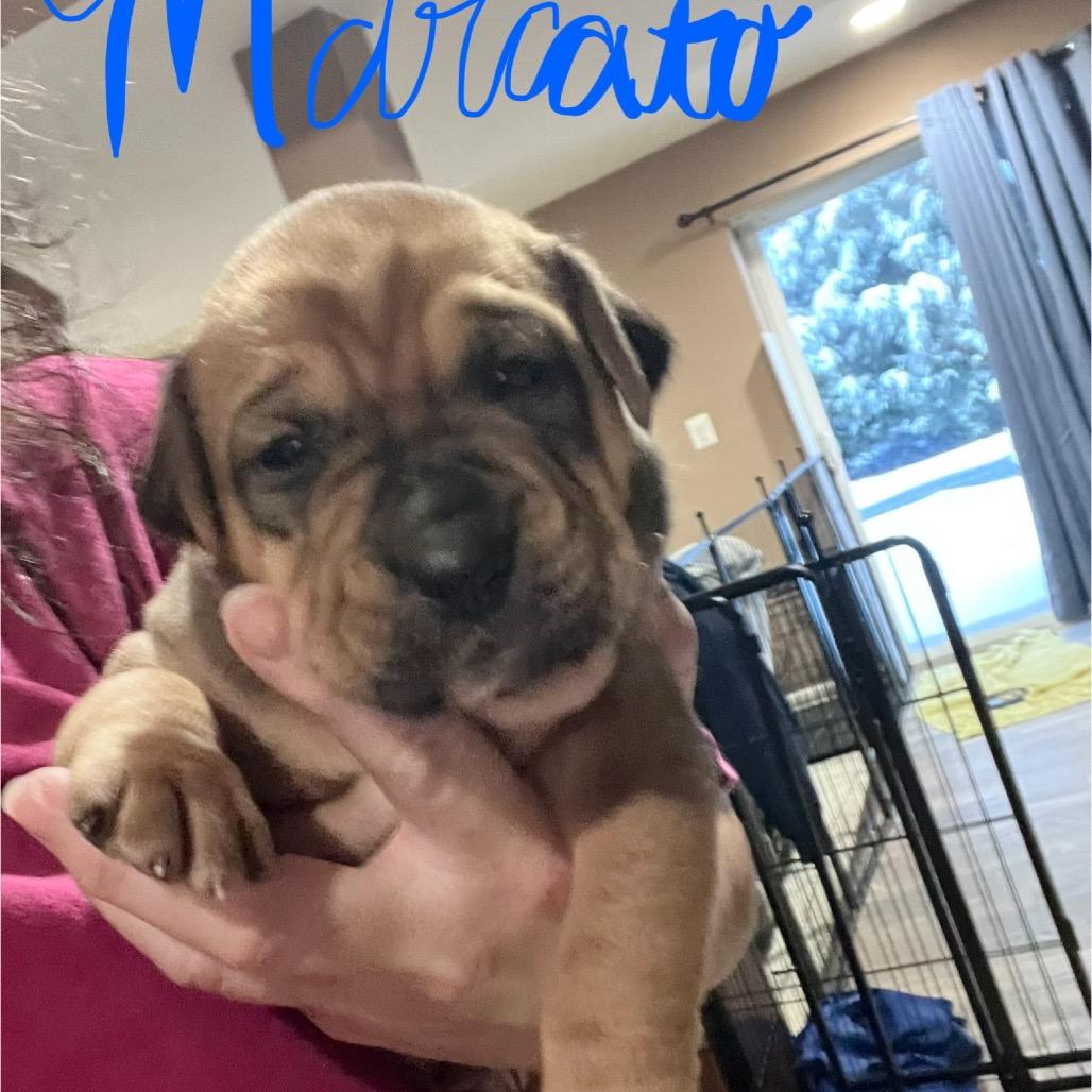 Enlarge Marcato, a Adoptable mixed breed in Jarrettsville, MD image 5/6