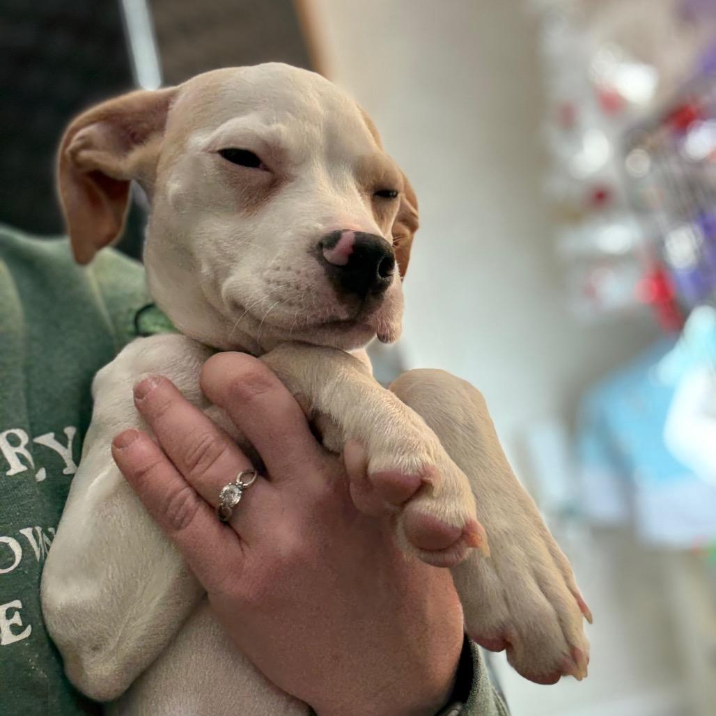 Mack, Adoptable, Puppy Male Pit Bull Terrier.