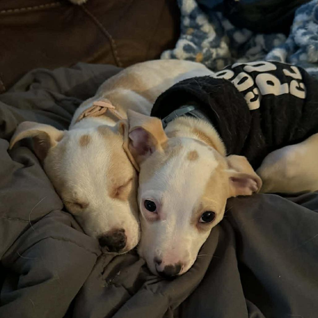 Mack, Adoptable, Puppy Male Pit Bull Terrier.