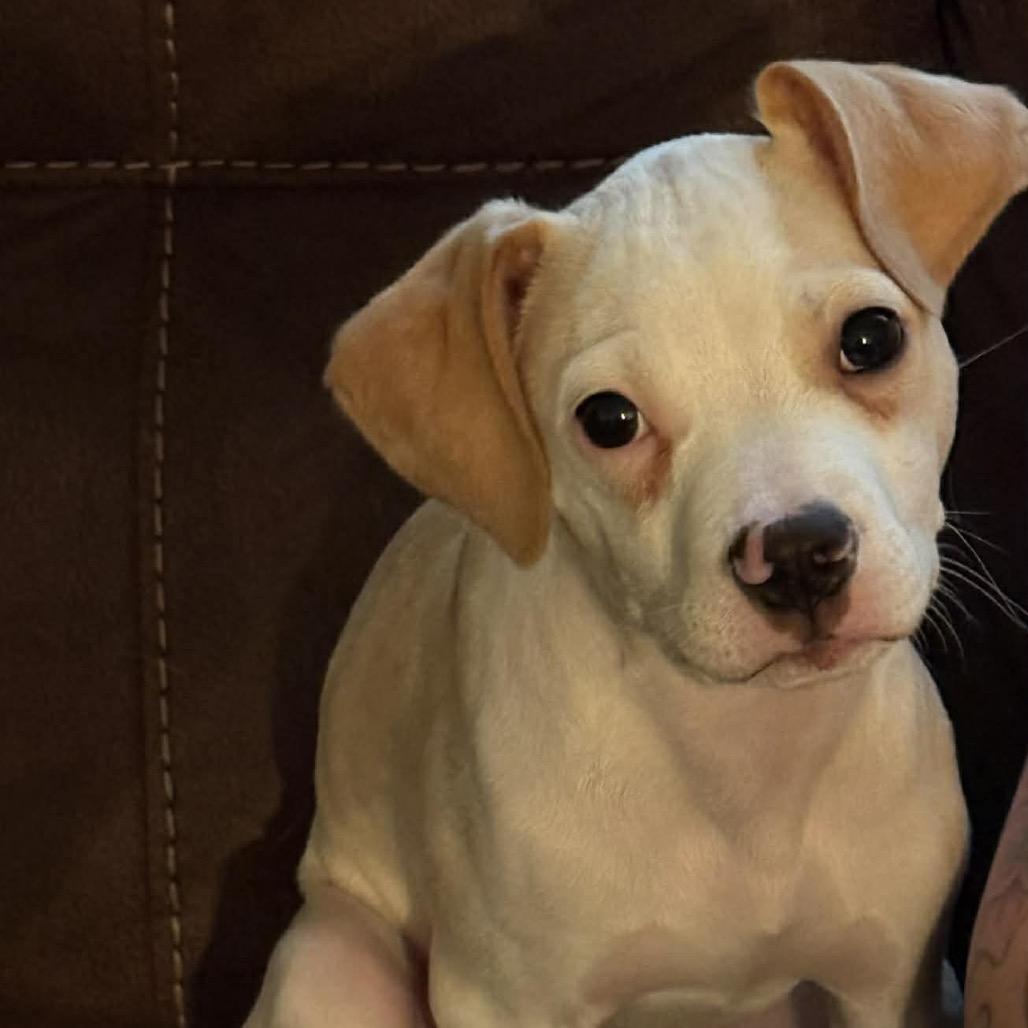 Mack, a Adoptable mixed breed in Oxford, ME image 2/2