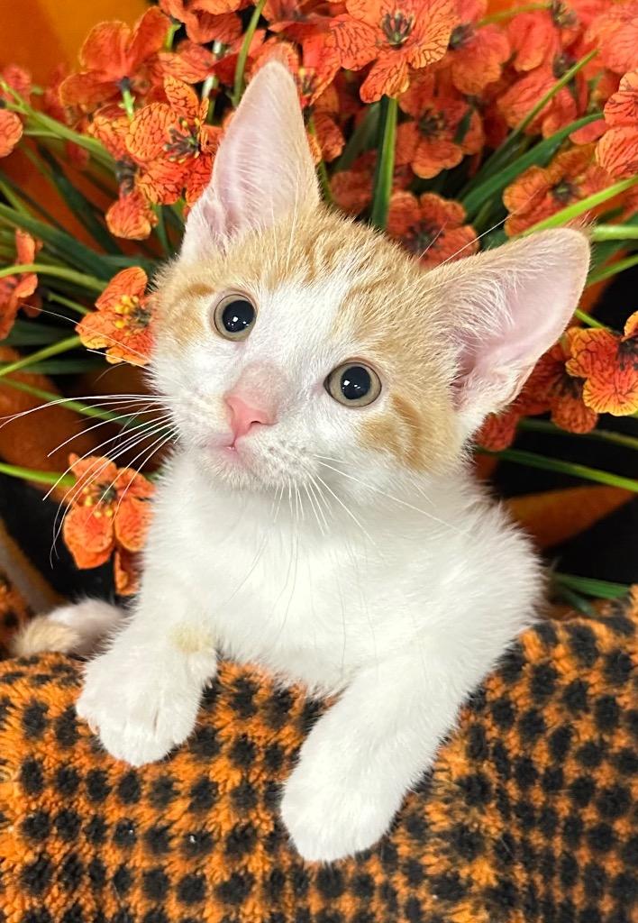 4/19/26 Fig, Adoptable, Kitten Male Domestic Short Hair.
