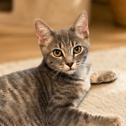 Grayson, Adopted, Kitten Male Domestic Short Hair.
