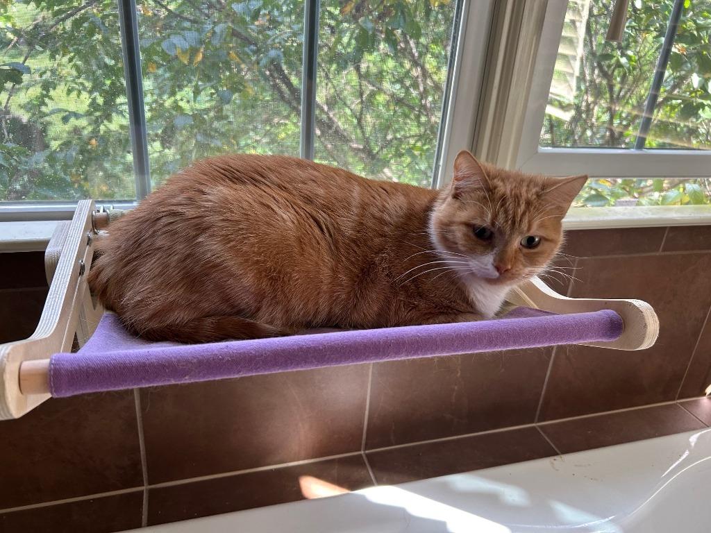 Marie Catoinette25F, Adoptable, Adult Female Domestic Short Hair.