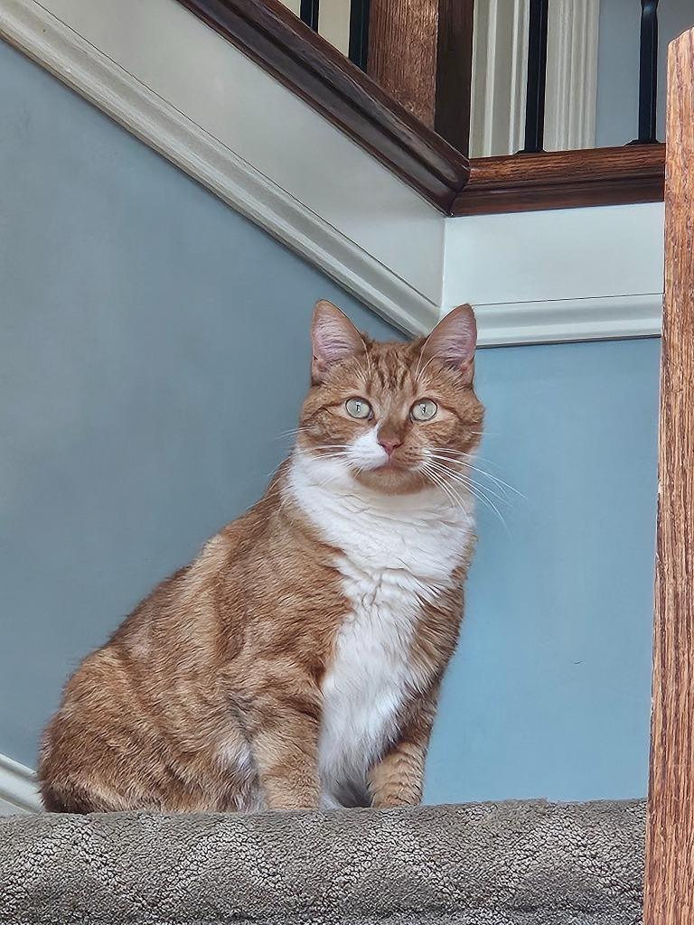 Enlarge Marie Catoinette25F, a Adoptable mixed breed in Youngsville, NC image 1/4